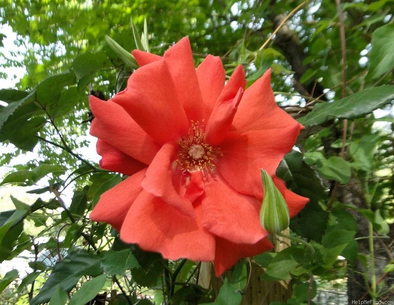 'Blaze of Glory (climber, Zary, 2005)' rose, click to enlarge 'Blaze of Glory (climber, Zary, 2005)' rose photo