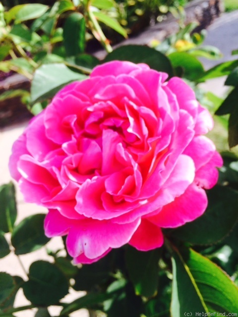 'Tomteer' rose photo
