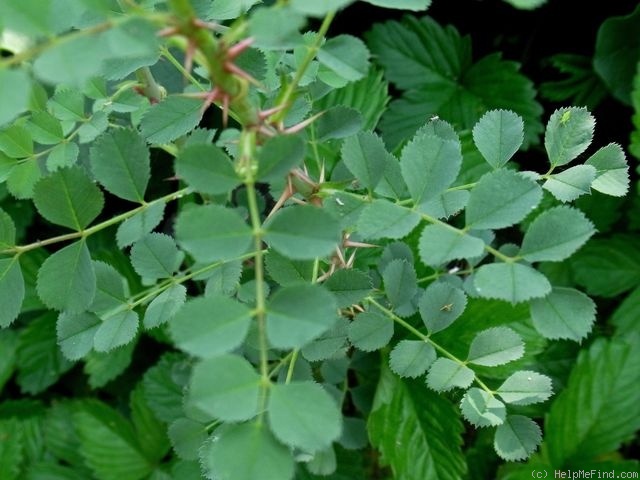 '<i>Rosa fedtschenkoana</i> Regel' rose photo