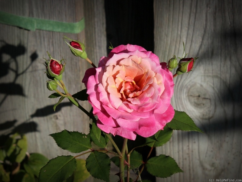 'Pam's Choice' rose photo