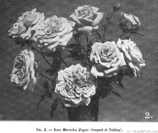 'Marichu Zayas' rose photo