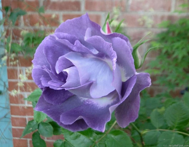 'Blue For You (Floribunda, James 2001)' rose photo