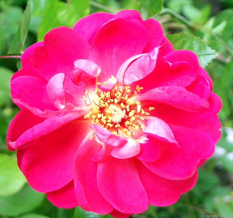 'RC-01' rose photo