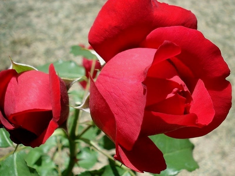 'Ruban Rouge ® (shrub, Meilland 2012)' rose photo