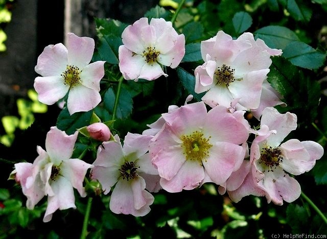 'Apfelino' rose photo
