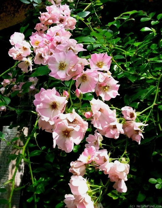 'Apfelino' rose photo