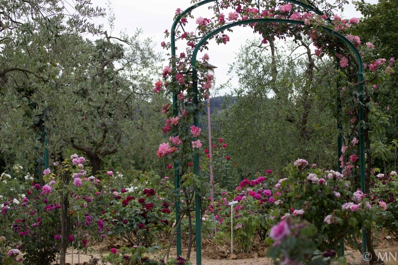 'Carla Fineschi Foundation Rose Garden'  photo
