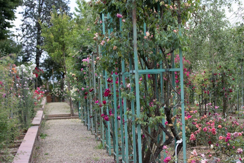 'Gianfranco and Carla Fineschi Foundation Rose Garden'  photo