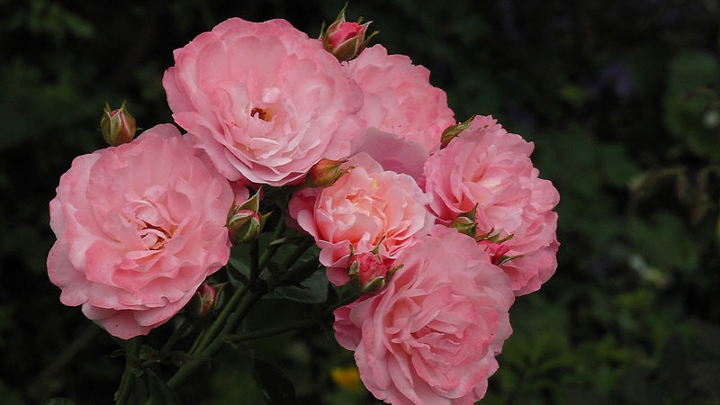 'Mein Schöner Garten ®' rose photo
