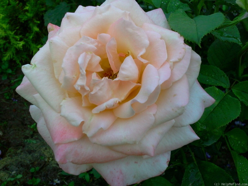 'Pure Bliss ™ (hybrid tea, Dickson, 1994)' rose photo