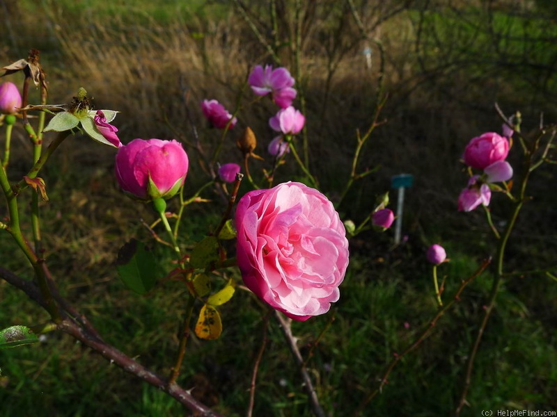 'Buxtehude' rose photo