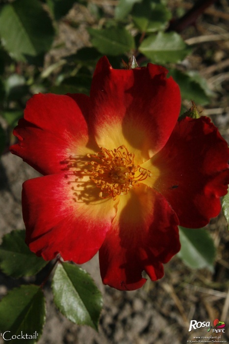'Cocktail ® (shrub/climber, Meilland 1957)' rose photo
