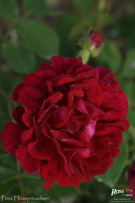 'Prinz Hirzeprinzchen' rose, click to enlarge 'Prinz Hirzeprinzchen' rose photo