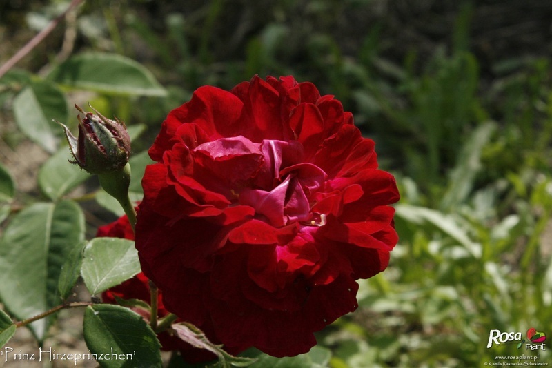 'Prinz Hirzeprinzchen' rose, click to enlarge 'Prinz Hirzeprinzchen' rose photo