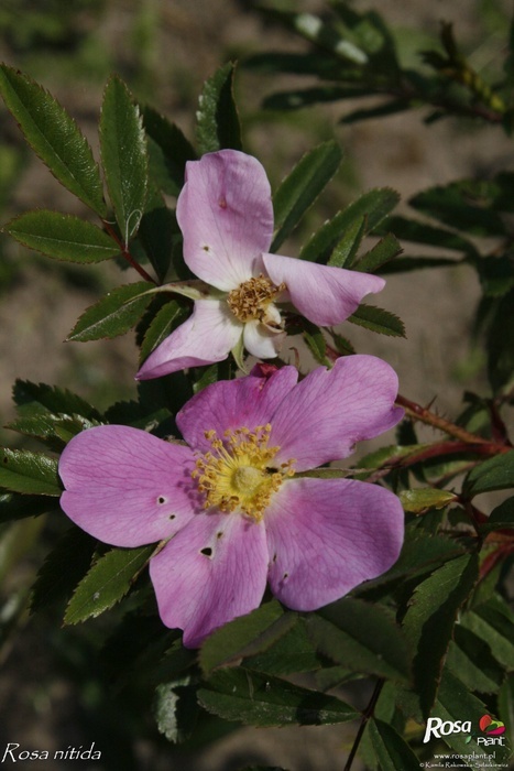 'R. nitida' rose photo