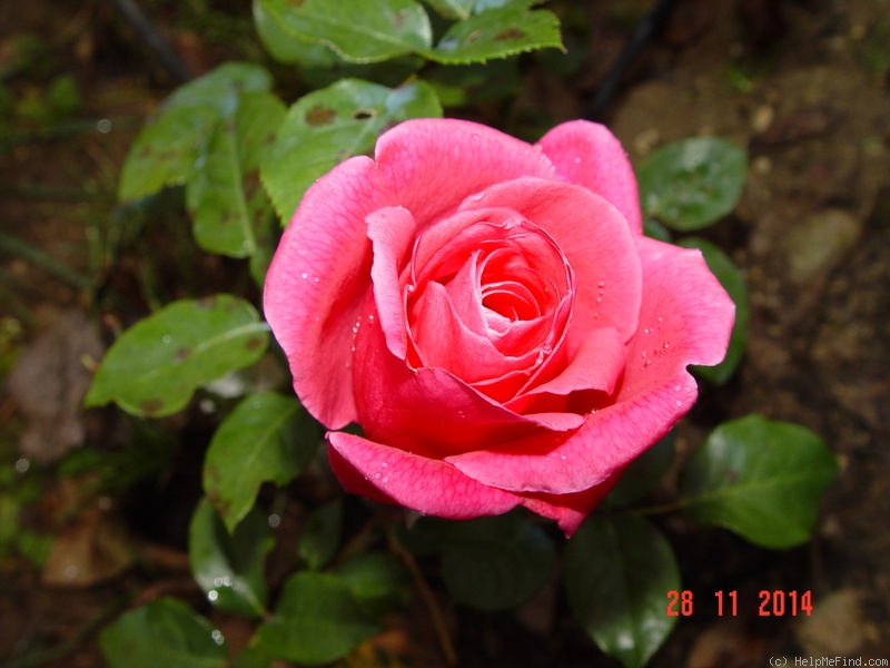 'Naomi™ (shrub, Olesen/Poulsen, 2003/11)' rose photo