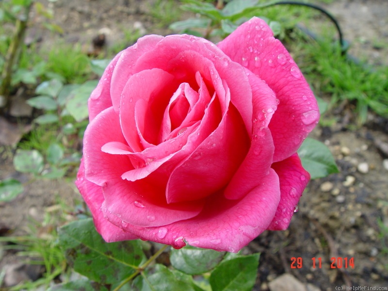 'Naomi™ (shrub, Olesen/Poulsen, 2003/11)' rose photo