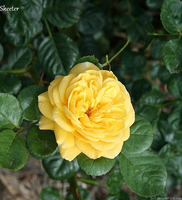 'Skeeter' rose photo