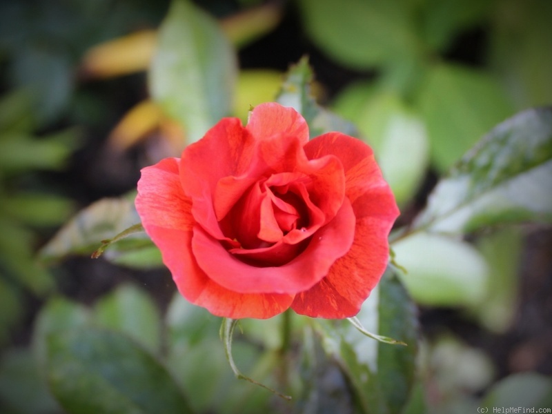 'Tawny Tiger' rose photo