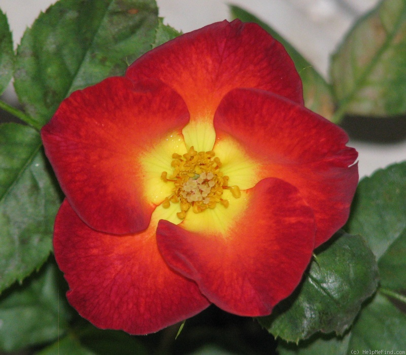 '13GRIM1' rose, click to enlarge '13GRIM1' rose photo