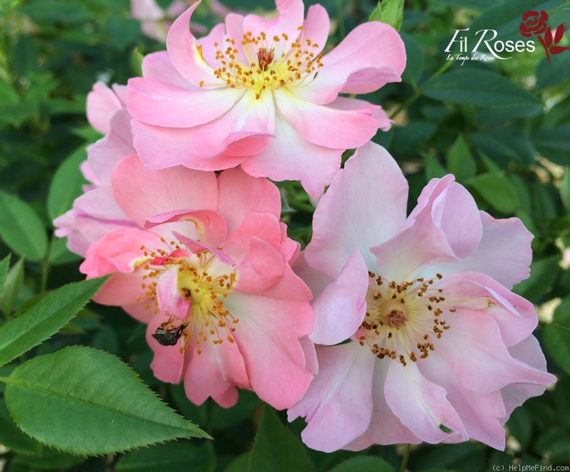 'Open Arms' rose photo