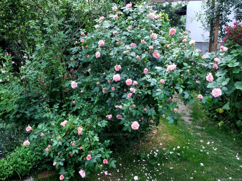 'Colette (climber, Meilland 1994)' rose photo