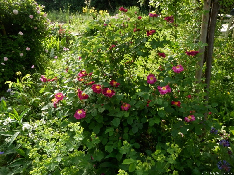 'Violacea (gallica)' rose photo