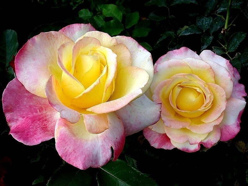 'Concours Lepine ®' rose, click to enlarge 'Concours Lepine ®' rose photo