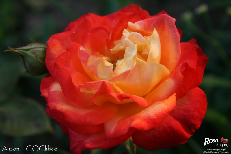 'Alison (floribunda, Cocker, 1996)' rose photo
