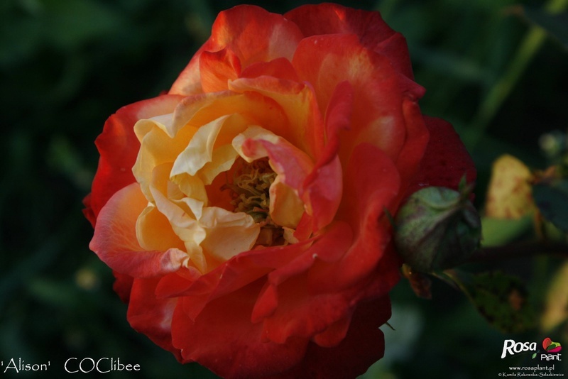 'Alison (floribunda, Cocker, 1996)' rose photo
