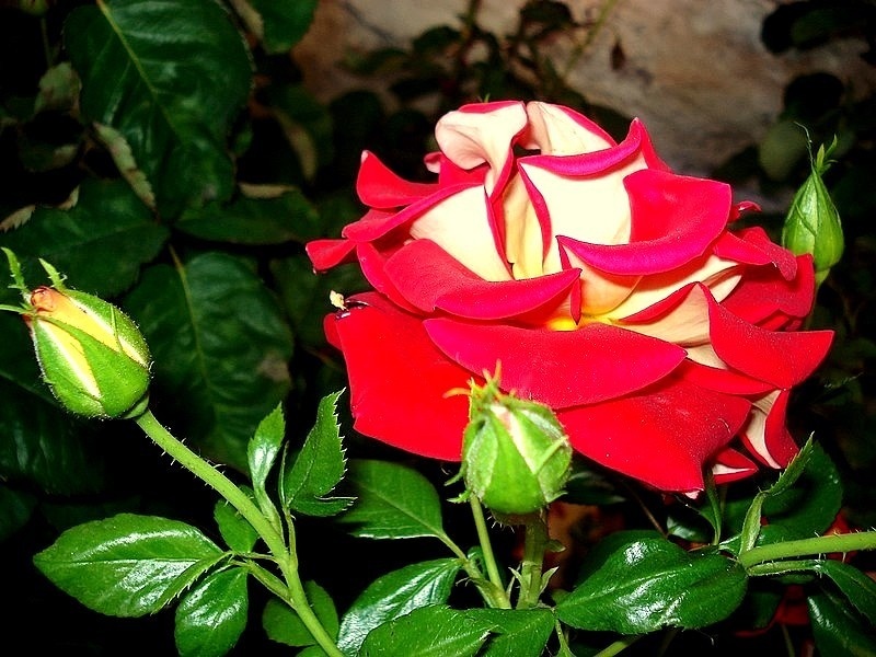 'Ketchup & Mustard ®' rose photo