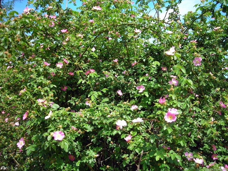 'R. eglanteria' rose photo