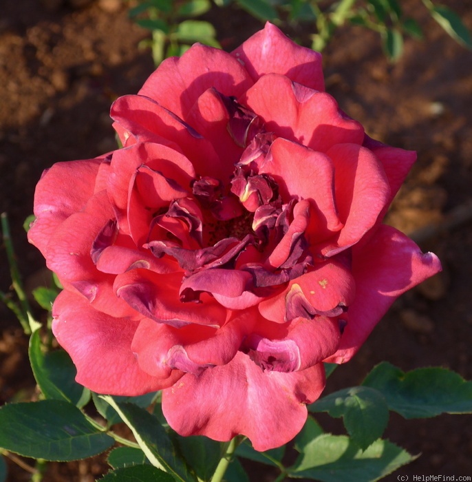 'Girija (hybrid tea, Agarwal, 1988)' rose photo