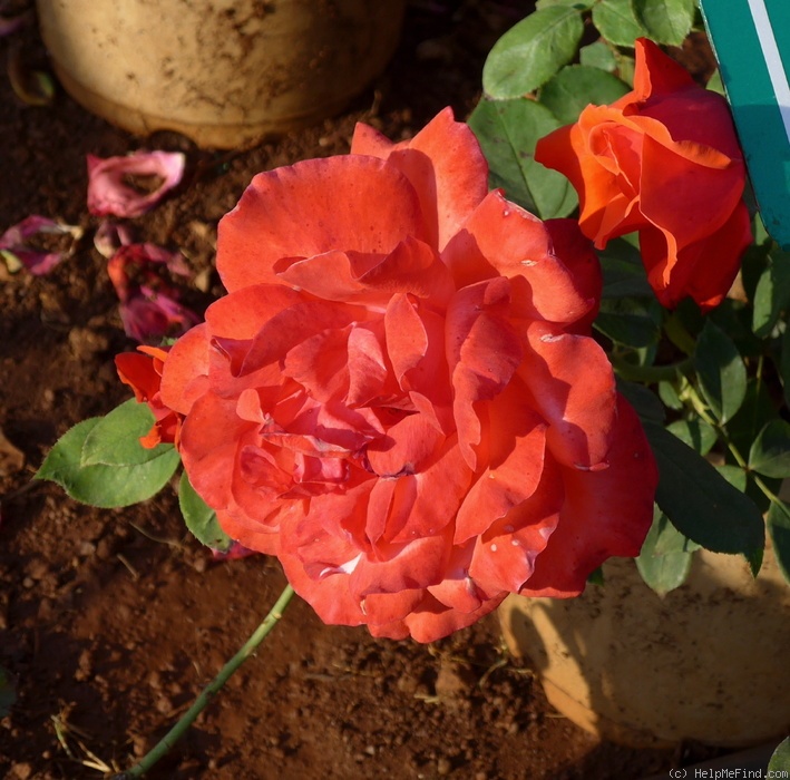 'Sarvesh' rose photo