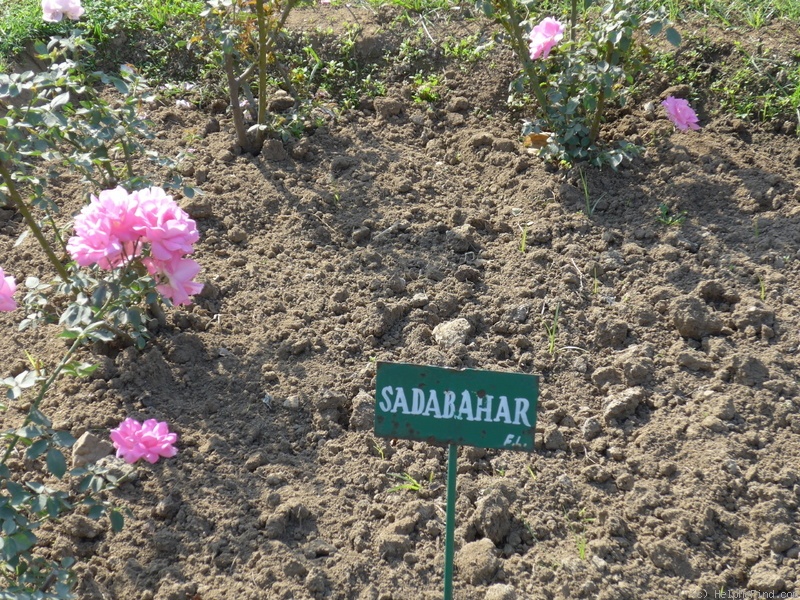 'Sadabahar' rose photo
