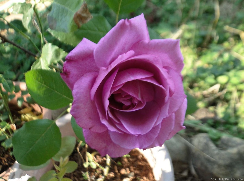 'Blue Parfum ®' rose photo