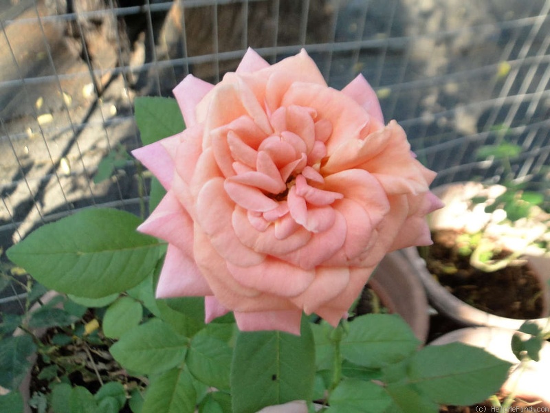 'Bonanza Freelander' rose photo