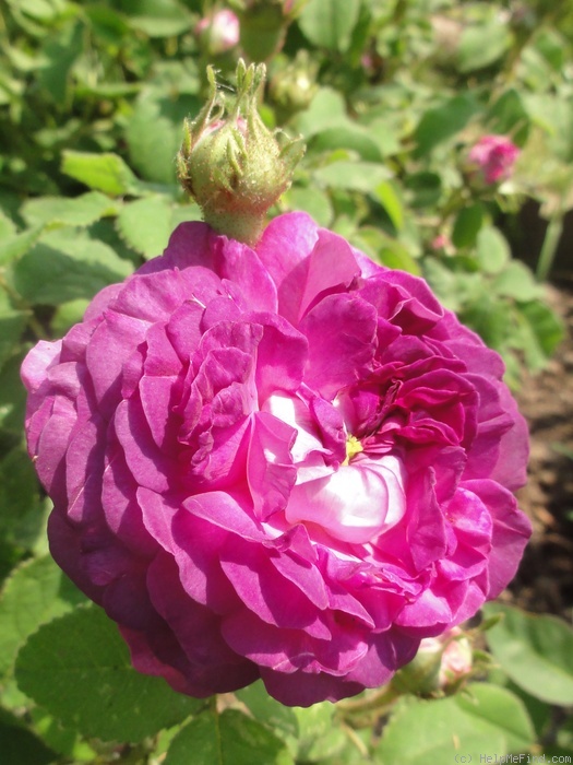 'Belle de Crécy (Gallica, Roeser, 1829)' rose photo