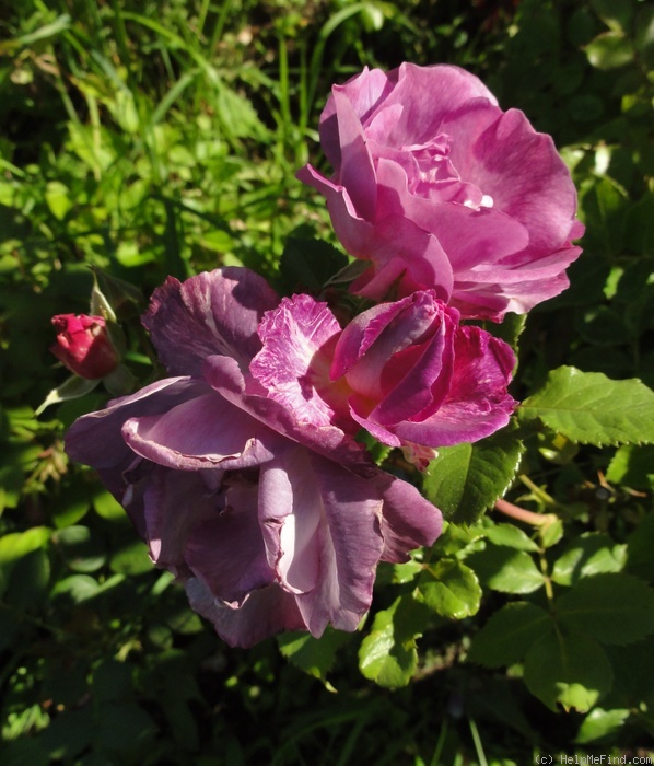 'Blue For You (Floribunda, James 2001)' rose photo
