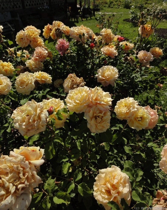 'Caramella ™ (shrub, Kordes before 2000)' rose photo