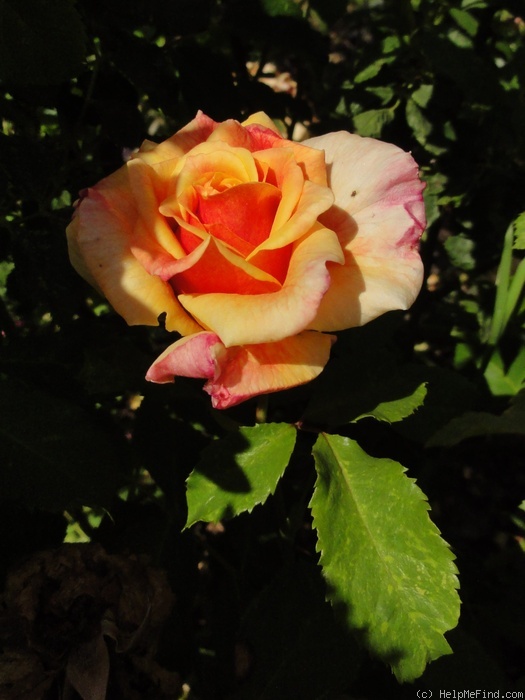 'Caramella ™ (shrub, Kordes before 2000)' rose photo