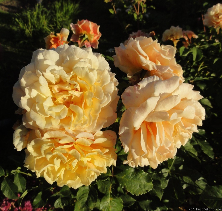 'Caramella ™ (shrub, Kordes before 2000)' rose photo