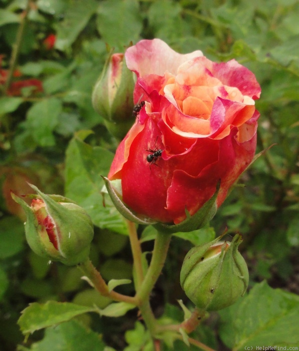 'Caramella ™ (shrub, Kordes before 2000)' rose photo
