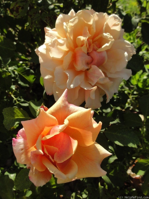 'Caramella ™ (shrub, Kordes before 2000)' rose photo