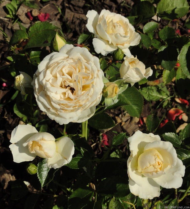 'Cream Abundance' rose photo