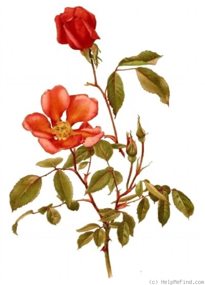 'Miss Willmott (tea, Paul, 1899)' rose photo