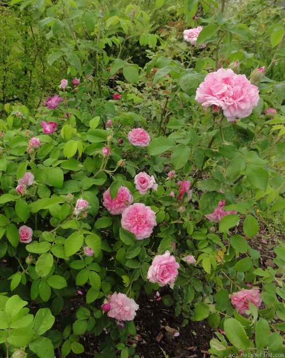 'Ispahan (damask, Unknown, before 1827)' rose photo