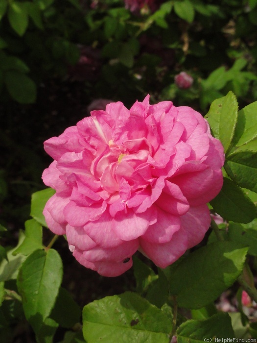 'Ispahan (damask, Unknown, before 1827)' rose photo