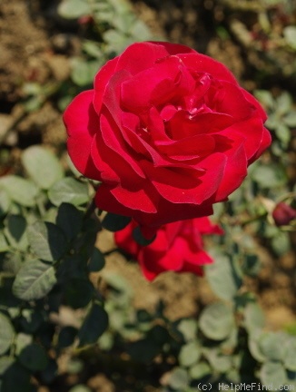 'Amalia ™ (hybrid tea, Meilland, 1985)' rose photo