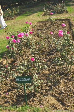 'Sahasradhara' rose photo